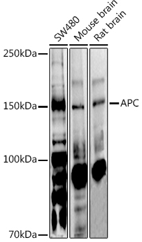 APC Rabbit Polyclonal Antibody