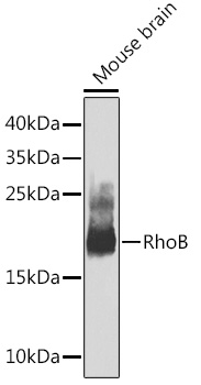 RHOB Rabbit Polyclonal Antibody