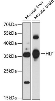 HLF Rabbit Polyclonal Antibody
