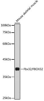 FBXO32 Rabbit Polyclonal Antibody