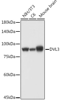 DVL3 Rabbit Polyclonal Antibody