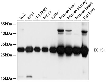 ECHS1 Rabbit Polyclonal Antibody