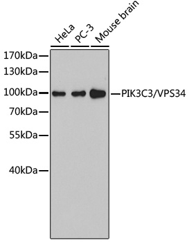 PIK3C3 Rabbit Polyclonal Antibody
