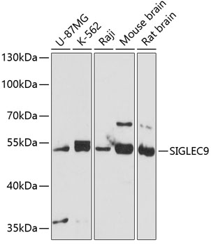 SIGLEC9 Rabbit Polyclonal Antibody