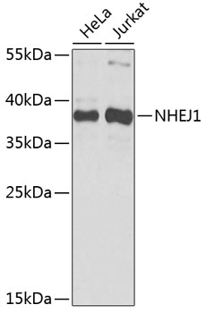 NHEJ1 Rabbit Polyclonal Antibody