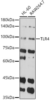 TLR4 Rabbit Polyclonal Antibody