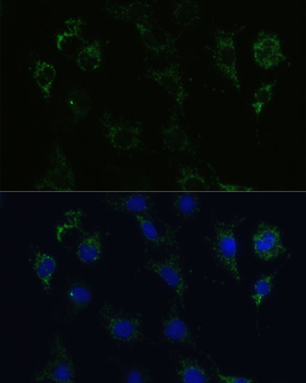 STX1A Rabbit Polyclonal Antibody