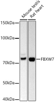 FBXW7 Rabbit Polyclonal Antibody