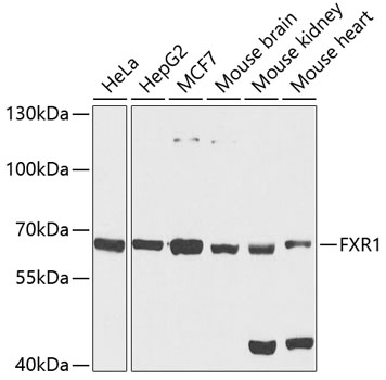 FXR1 Rabbit Polyclonal Antibody