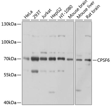CPSF6 Rabbit Polyclonal Antibody
