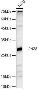 LIN28 Rabbit Polyclonal Antibody