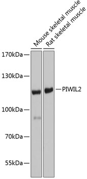 PIWIL2 Rabbit Polyclonal Antibody