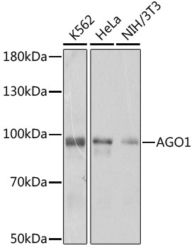 AGO1 Rabbit Polyclonal Antibody