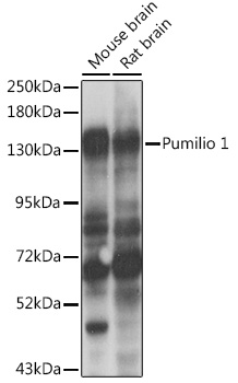 PUM1 Rabbit Polyclonal Antibody