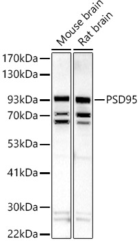 DLG4 Rabbit Polyclonal Antibody