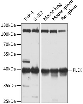 PLEK Rabbit Polyclonal Antibody