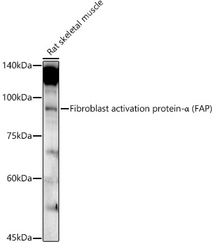 FAP Rabbit Polyclonal Antibody