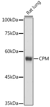 CPM Rabbit Polyclonal Antibody