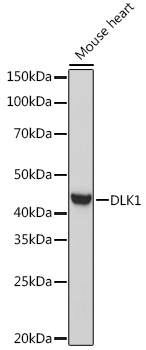 DLK1 Rabbit Polyclonal Antibody