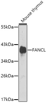 FANCL Rabbit Polyclonal Antibody