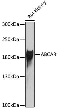 ABCA3 Rabbit Polyclonal Antibody