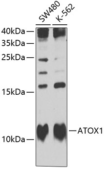ATOX1 Rabbit Polyclonal Antibody