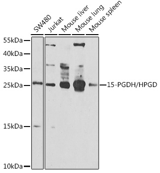 HPGD Rabbit Polyclonal Antibody