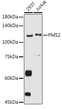 PMS2 Rabbit Polyclonal Antibody