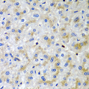 SRGN Rabbit Polyclonal Antibody