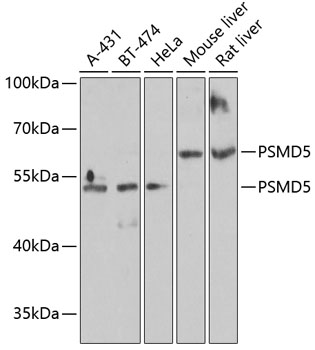 PSMD5 Rabbit Polyclonal Antibody