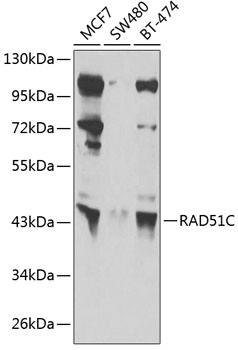 RAD51C Rabbit Polyclonal Antibody