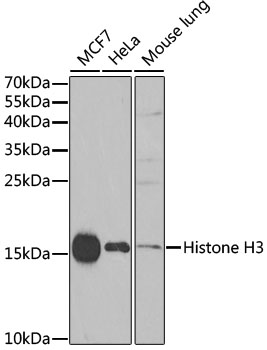 Histone H3 Rabbit Polyclonal Antibody