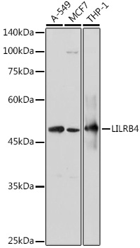 LILRB4 Rabbit Polyclonal Antibody