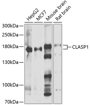 CLASP1 Rabbit Polyclonal Antibody