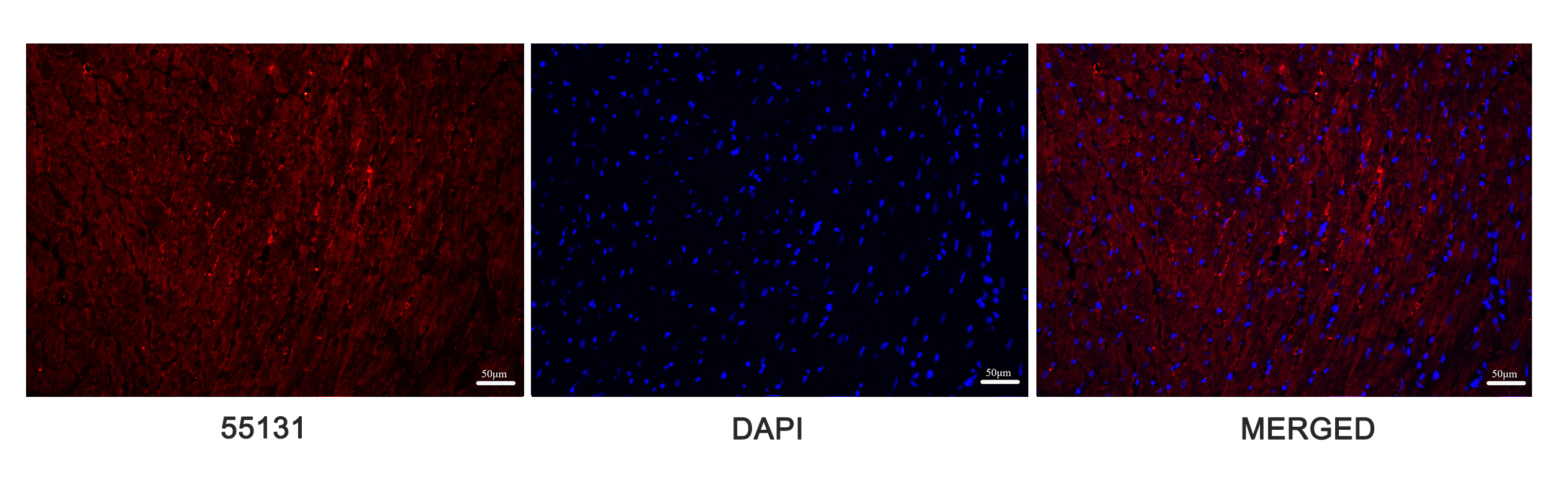 PINK1 Rabbit Polyclonal Antibody
