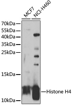 Histone H4 Rabbit Polyclonal Antibody