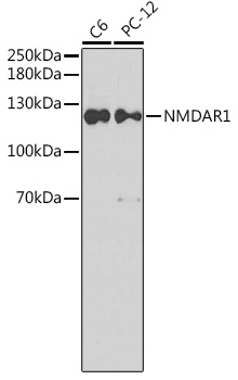 GRIN1 Rabbit Polyclonal Antibody