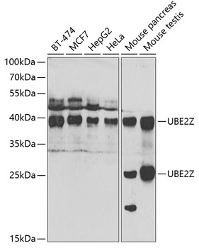 UBE2Z Rabbit Polyclonal Antibody