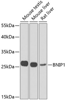 BNIP1 Rabbit Polyclonal Antibody