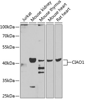 CIAO1 Rabbit Polyclonal Antibody