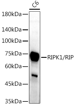 RIPK1 Rabbit Polyclonal Antibody