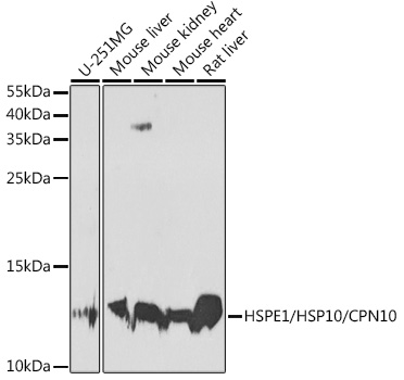 HSPE1 Rabbit Polyclonal Antibody