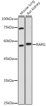 RARG Rabbit Polyclonal Antibody