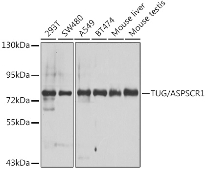 ASPSCR1 Rabbit Polyclonal Antibody