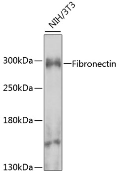 Fibronectin Rabbit Polyclonal Antibody