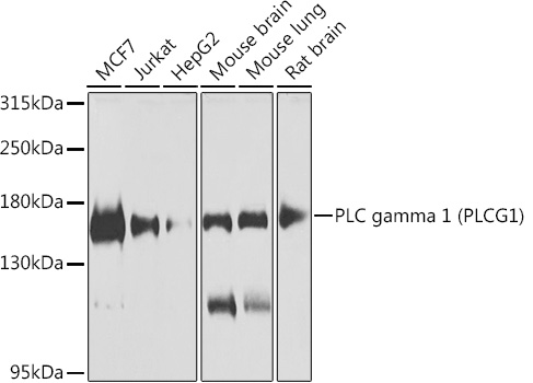 PLCG1 Rabbit Polyclonal Antibody