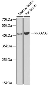 PRKACG Rabbit Polyclonal Antibody