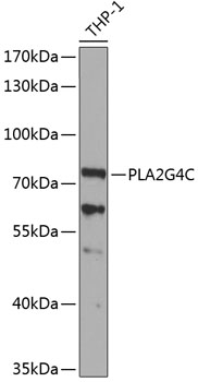 PLA2G4C Rabbit Polyclonal Antibody