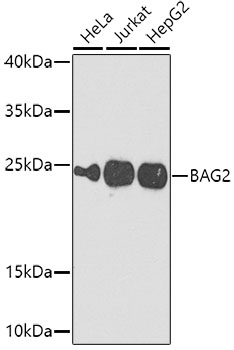 BAG2 Rabbit Polyclonal Antibody
