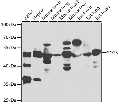 SCG3 Rabbit Polyclonal Antibody